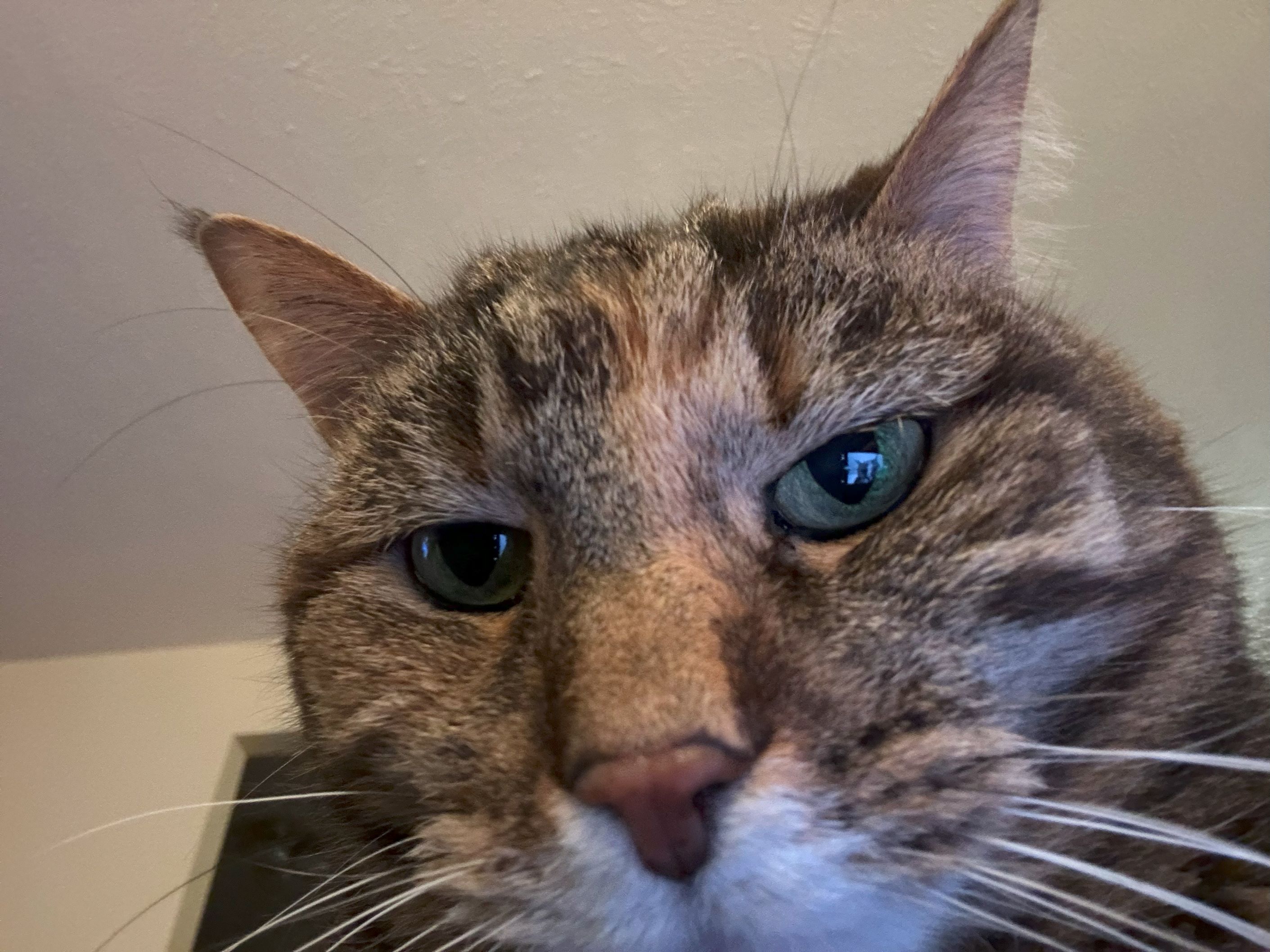Image of an awkwardly close photo of a tabby cat.